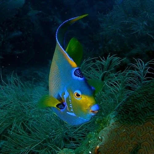 عکس ماهی برای پروفایل