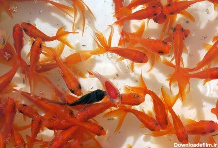  عکس ماهی کوچولو واقعی