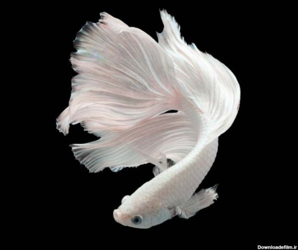  عکس ماهی کوچولو واقعی