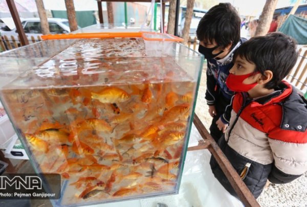  عکس ماهی کوچولو واقعی