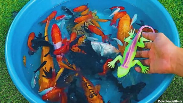  عکس ماهی کوچولو واقعی