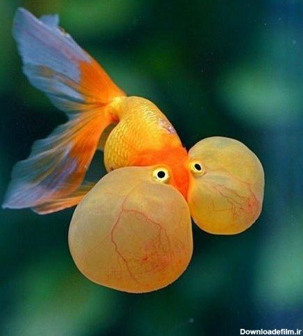  عکس ماهی کوچولو واقعی