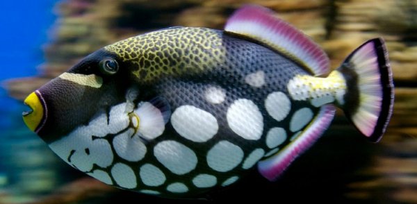 عکس ماهی زیبا