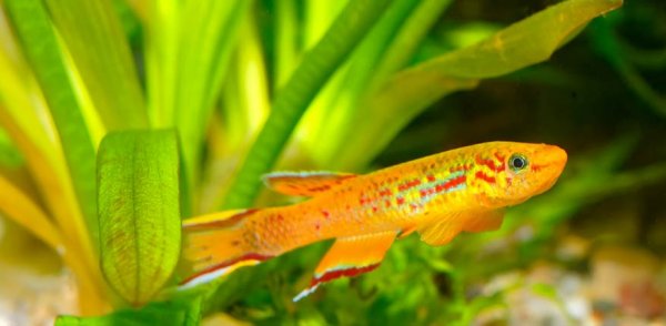  عکس ماهی زیبا