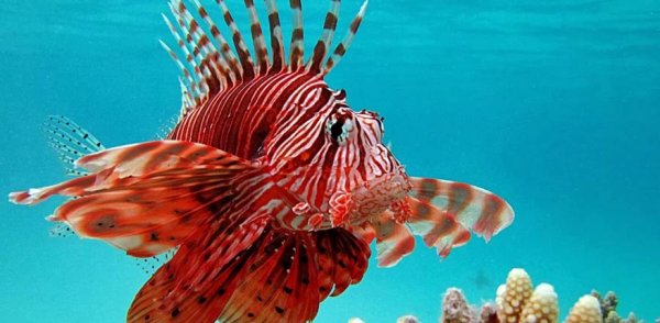  عکس ماهی زیبا