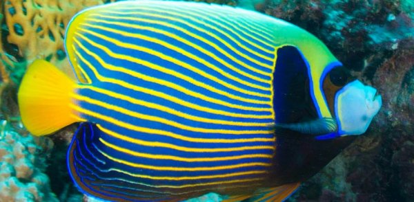  عکس ماهی زیبا