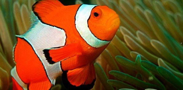  عکس ماهی زیبا