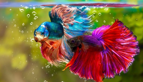  عکس ماهی زیبا