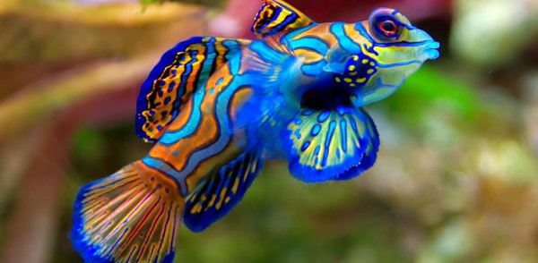  عکس ماهی زیبا