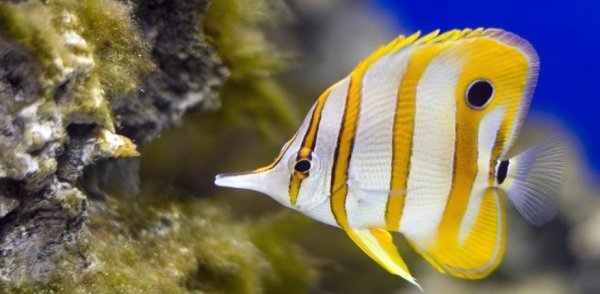  عکس ماهی زیبا