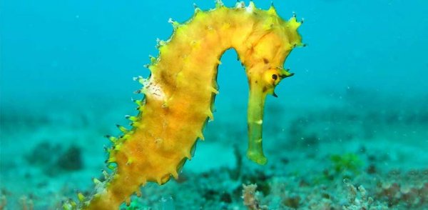  عکس ماهی زیبا