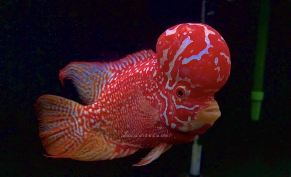 قوی ترین ماهی های آکواریومی