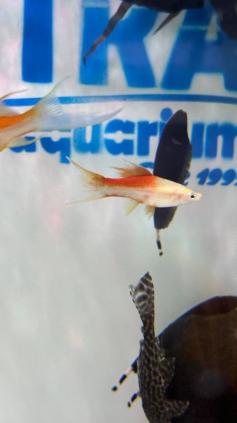 قوی ترین ماهی های آکواریومی