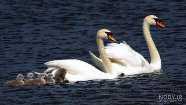  عکس قو عاشق