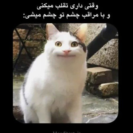  عکس گربه گنگ برای پروفایل