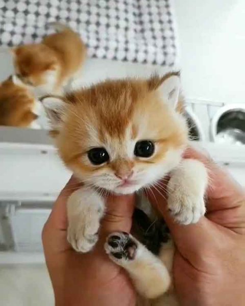 عکس گربه برای پروفایل کیوت