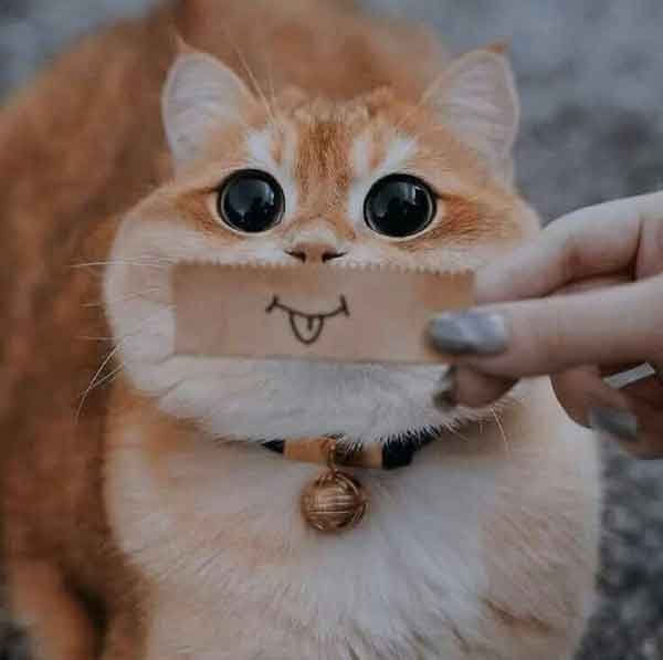  عکس گربه برای پروفایل کیوت