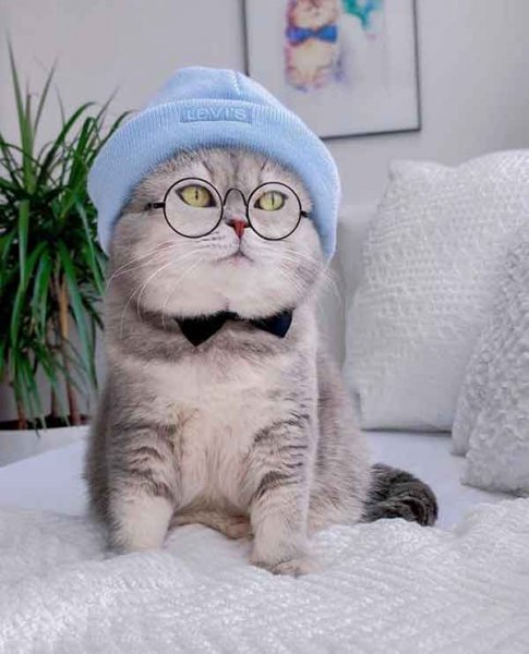  عکس گربه برای پروفایل کیوت