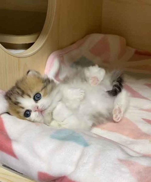  عکس گربه برای پروفایل کیوت