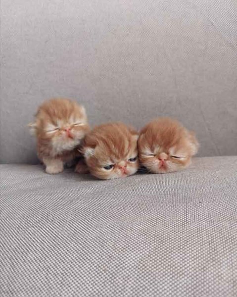  عکس گربه برای پروفایل کیوت