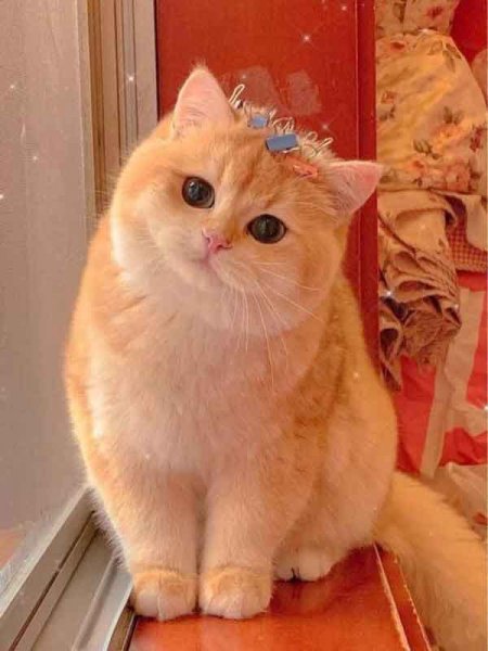  عکس گربه برای پروفایل کیوت