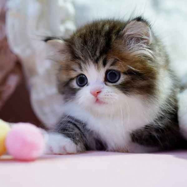  عکس گربه برای پروفایل کیوت