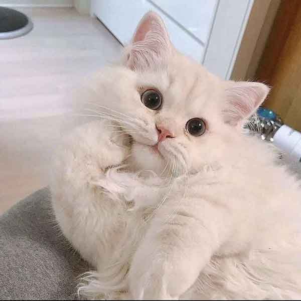  عکس گربه برای پروفایل کیوت