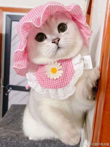  عکس گربه برای پروفایل کیوت