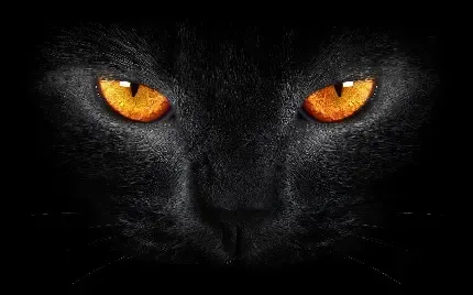  پس زمینه گربه سیاه وحشی