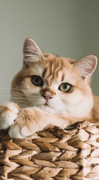  پس زمینه گربه کیوت