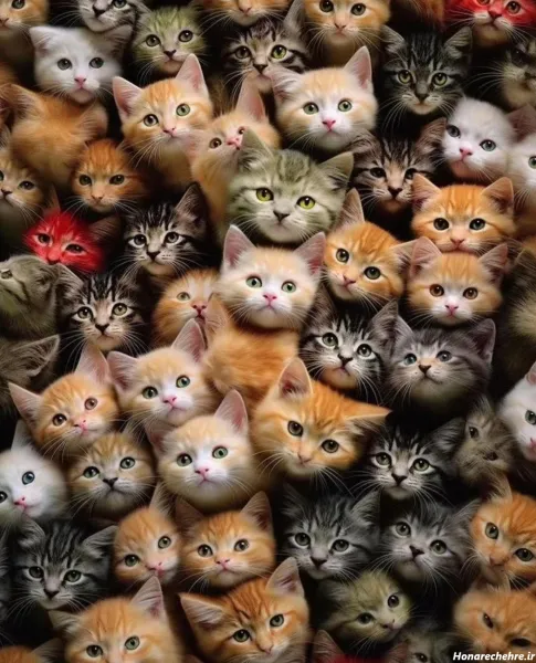  پس زمینه گربه کیوت