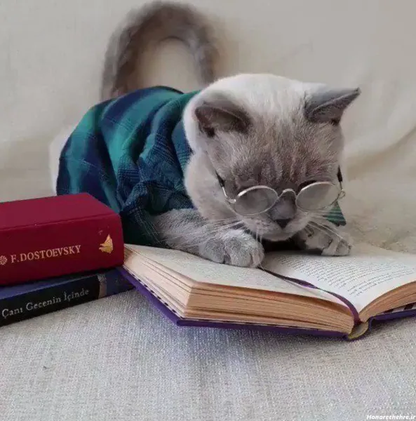  پس زمینه گربه کیوت