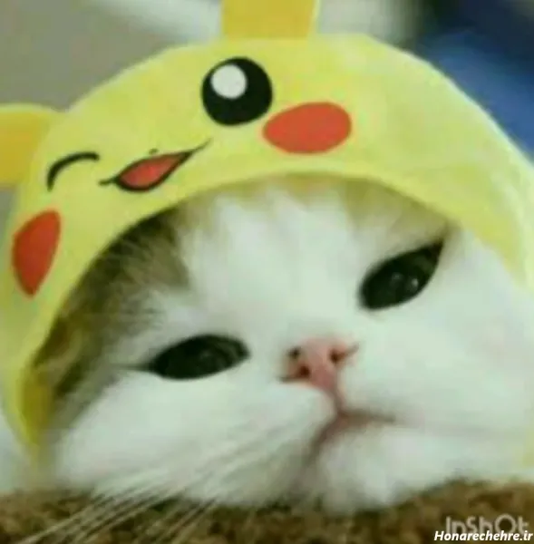  پس زمینه گربه کیوت