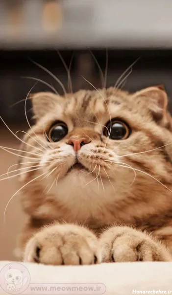  پس زمینه گربه کیوت