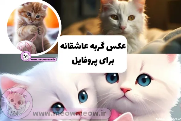 پس زمینه گربه کیوت