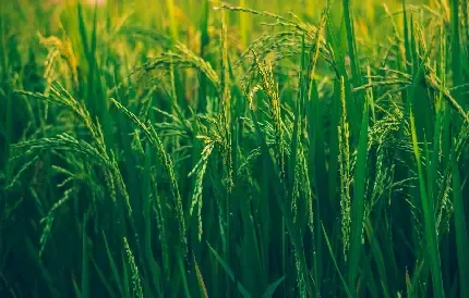  عکس مزرعه زیبا برای پروفایل