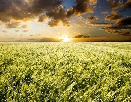  عکس مزرعه زیبا برای پروفایل