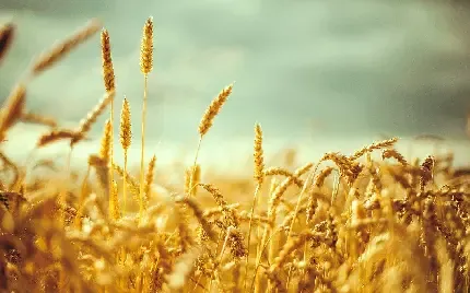  عکس مزرعه زیبا برای پروفایل