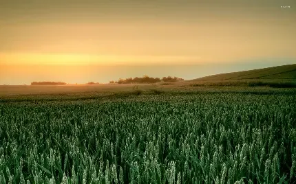  عکس مزرعه زیبا برای پروفایل