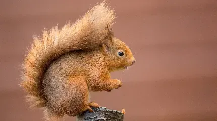  والپیپر سنجاب روی درخت