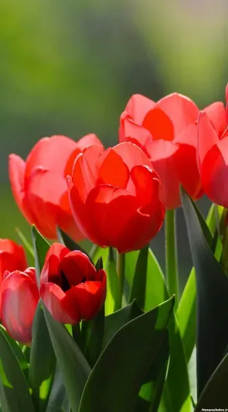  عکس پس زمینه گل های لاله خوشگل