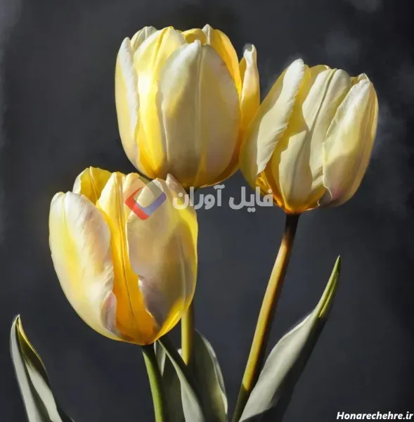  عکس پس زمینه گل های لاله خوشگل