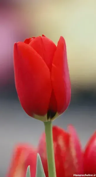  عکس گل لاله صورتی