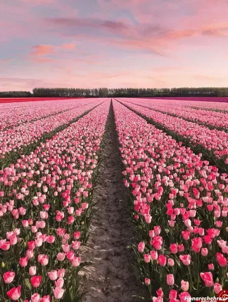  عکس گل لاله صورتی