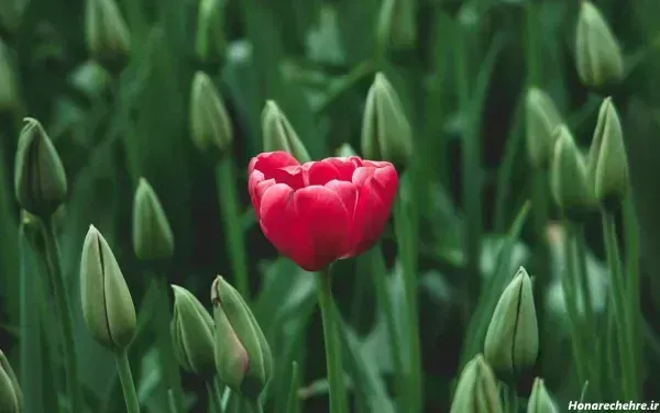  عکس گل لاله صورتی