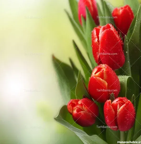  عکس گل لاله صورتی