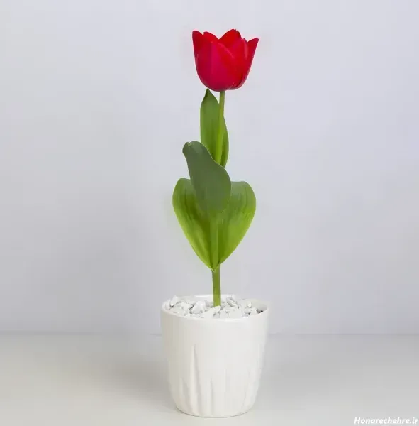  عکس گل لاله صورتی