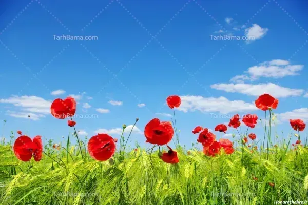  عکس گل لاله صورتی