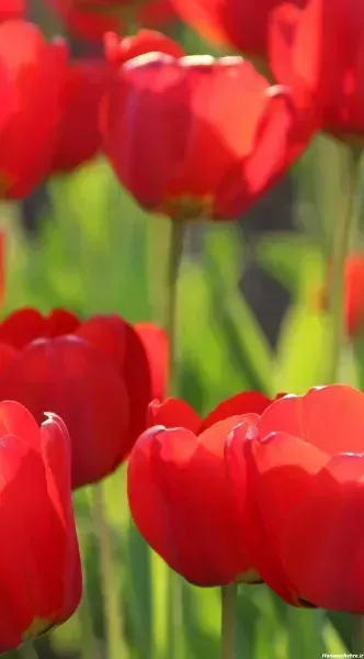  عکس گل لاله صورتی