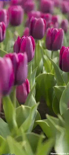  عکس گل لاله صورتی